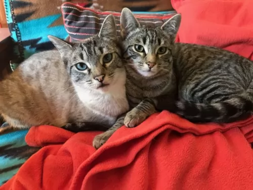 siamese tabby cats - caring