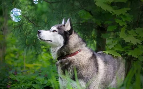 siberian husky dog - characteristics