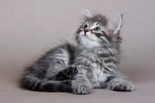 siberian kitten - description