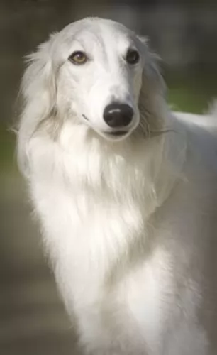 silken windhound dog - characteristics