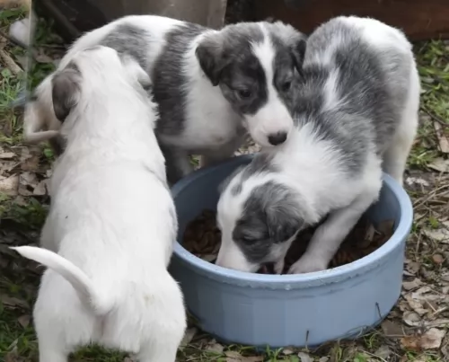 silken windhound puppies - health problems