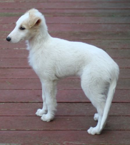 silken windhound puppy