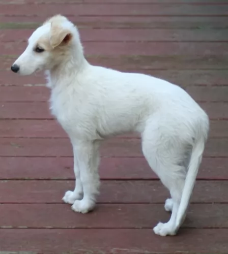 silken windhound puppy - description