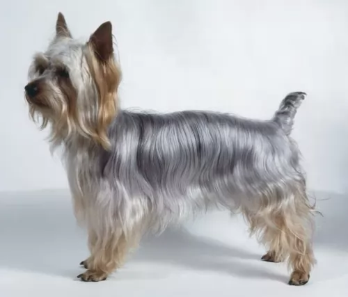 silky terrier - history