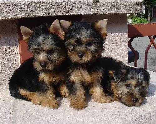 silky terrier dogs - caring
