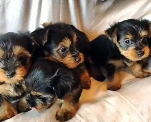 silky terrier puppies - health problems
