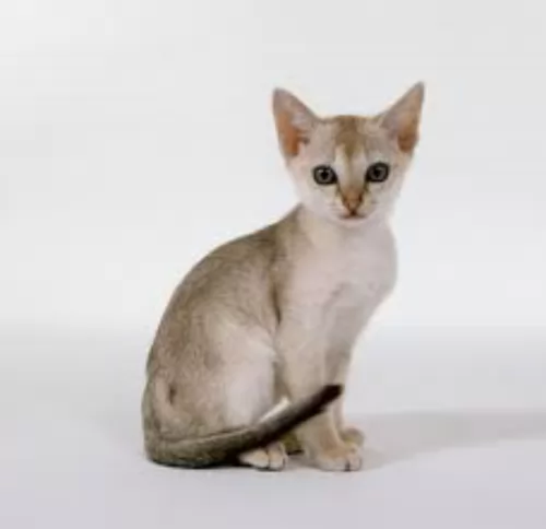 singapura kitten - description
