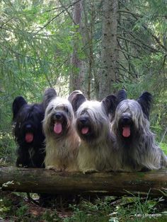 skye terrier dogs