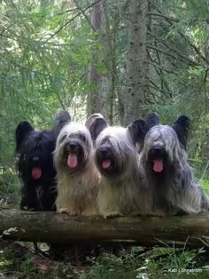 skye terrier dogs - caring