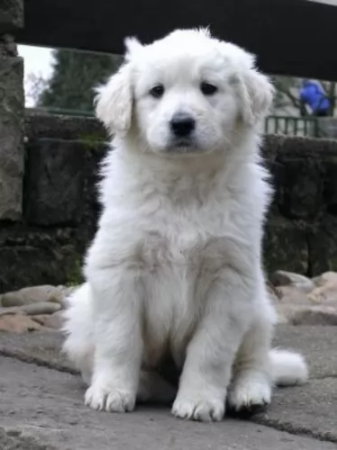 slovak cuvac puppy - description