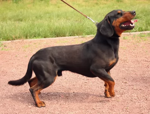 slovakian hound dog - characteristics