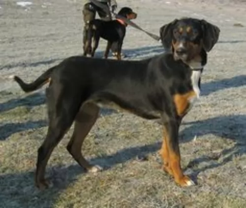 slovakian hound dogs - caring