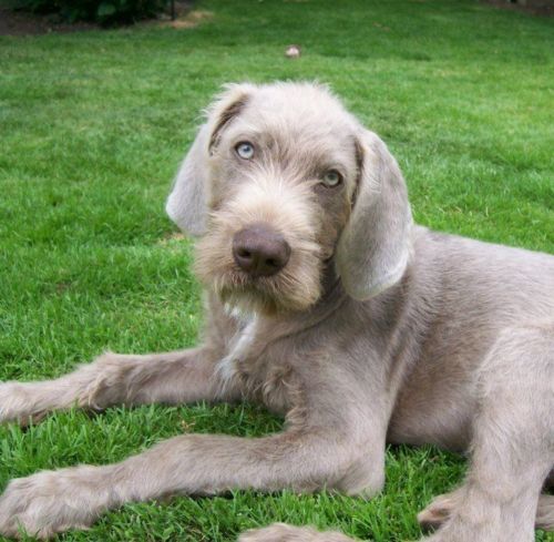 slovakian rough haired pointer