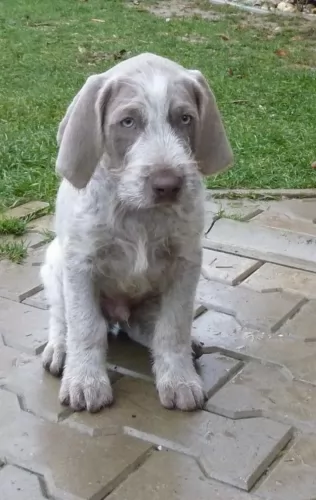 slovakian rough haired pointer puppy - description