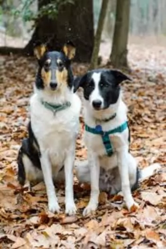 smooth collie dogs - caring