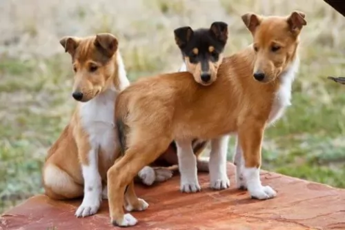 smooth collie puppies - health problems