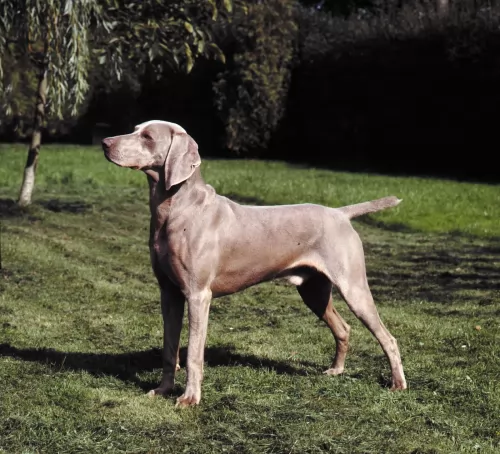 smooth haired weimaraner - history