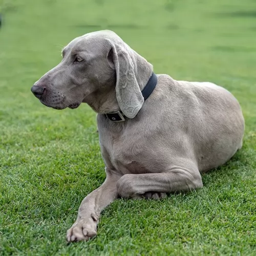 smooth haired weimaraner dog - characteristics
