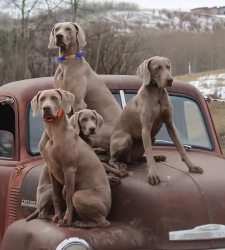 smooth haired weimaraner dogs - caring