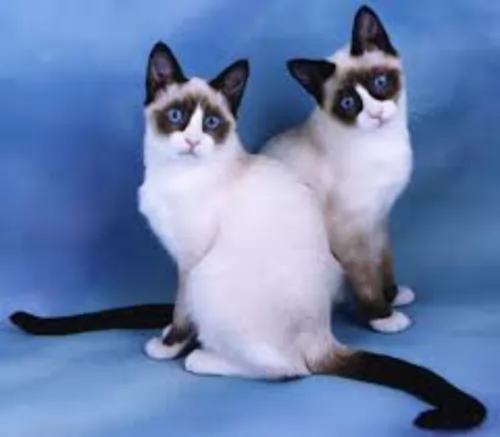 snowshoe cats - caring