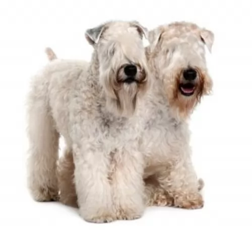 soft coated wheaten terrier dogs - caring