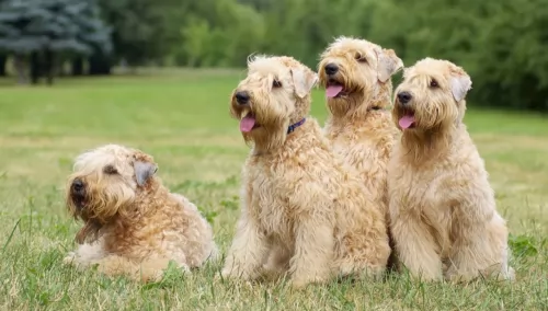soft coated wheaten terrier puppies - health problems