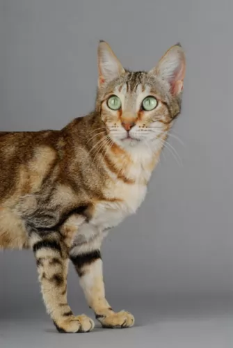 sokoke cat - characteristics