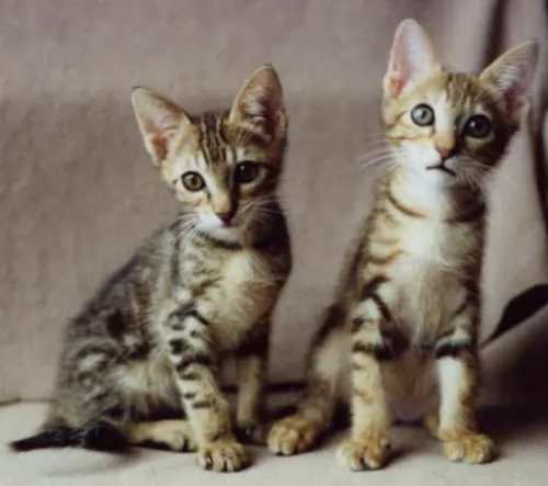 sokoke kittens - health problems