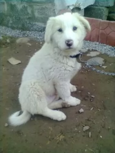 south russian ovcharka puppy - description
