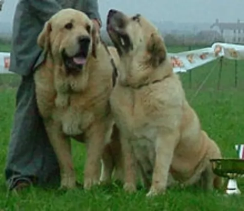 spanish mastiff dogs - caring