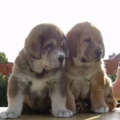 spanish mastiff puppies - health problems
