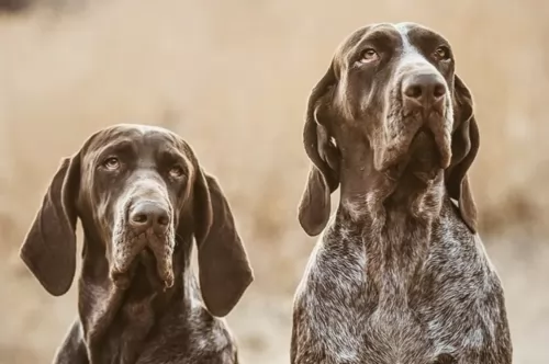 spanish pointer dogs - caring