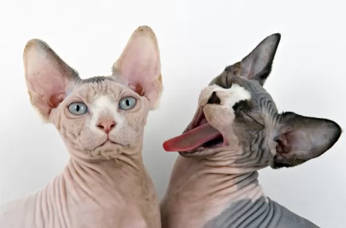 sphynx cats - caring