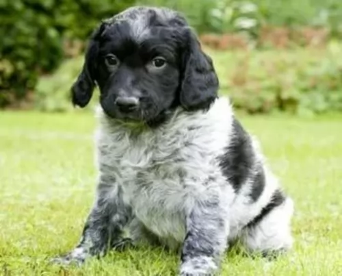 stabyhoun puppy - description