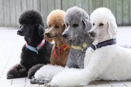 standard poodle dogs - caring