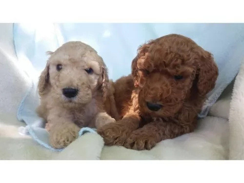 standard poodle puppies - health problems