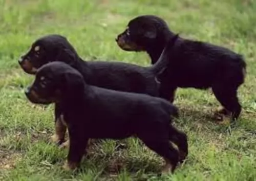stephens stock puppies - health problems
