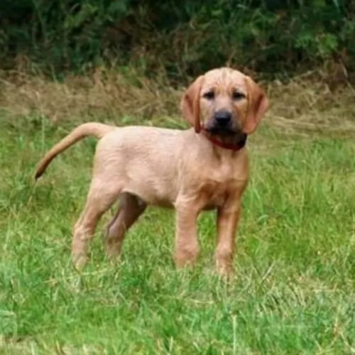 styrian coarse haired hound puppy - description