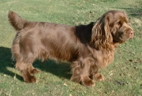 sussex spaniel - history