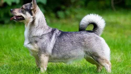 swedish vallhund dog - characteristics