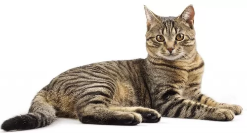 tabby cat - characteristics