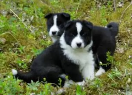 tahltan bear dog puppies - health problems