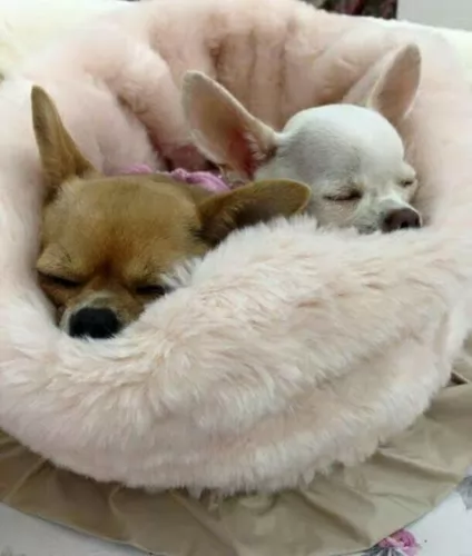 tea cup chihuahua dogs - caring