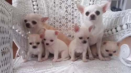 tea cup chihuahua puppies - health problems