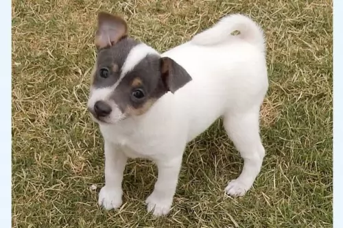 tenterfield terrier puppy - description