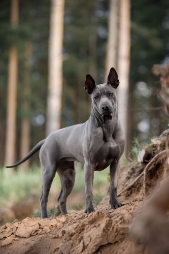 blue paul terrier