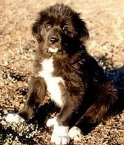 tibetan kyi apso puppy - description
