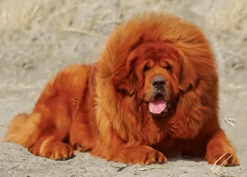 tibetan mastiff dog - characteristics