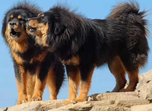 tibetan mastiff dogs - caring