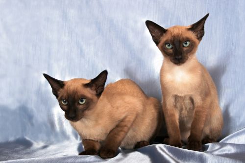 tonkinese cats